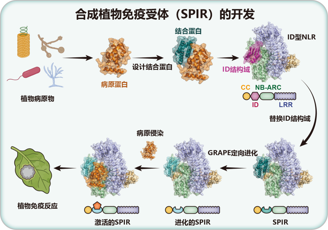 ▲合成植物免疫受体（SPIR）的设计与验证